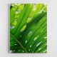 Graphic Leaf 1 Graphic Leaf 1