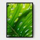 Graphic Leaf 1 Graphic Leaf 1