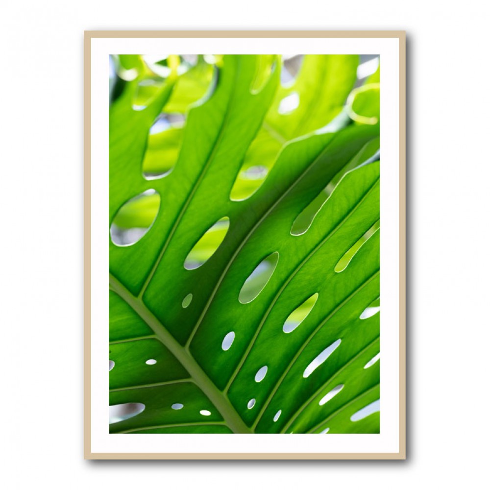 Graphic Leaf 1 Graphic Leaf 1