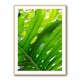 Graphic Leaf 1 Graphic Leaf 1