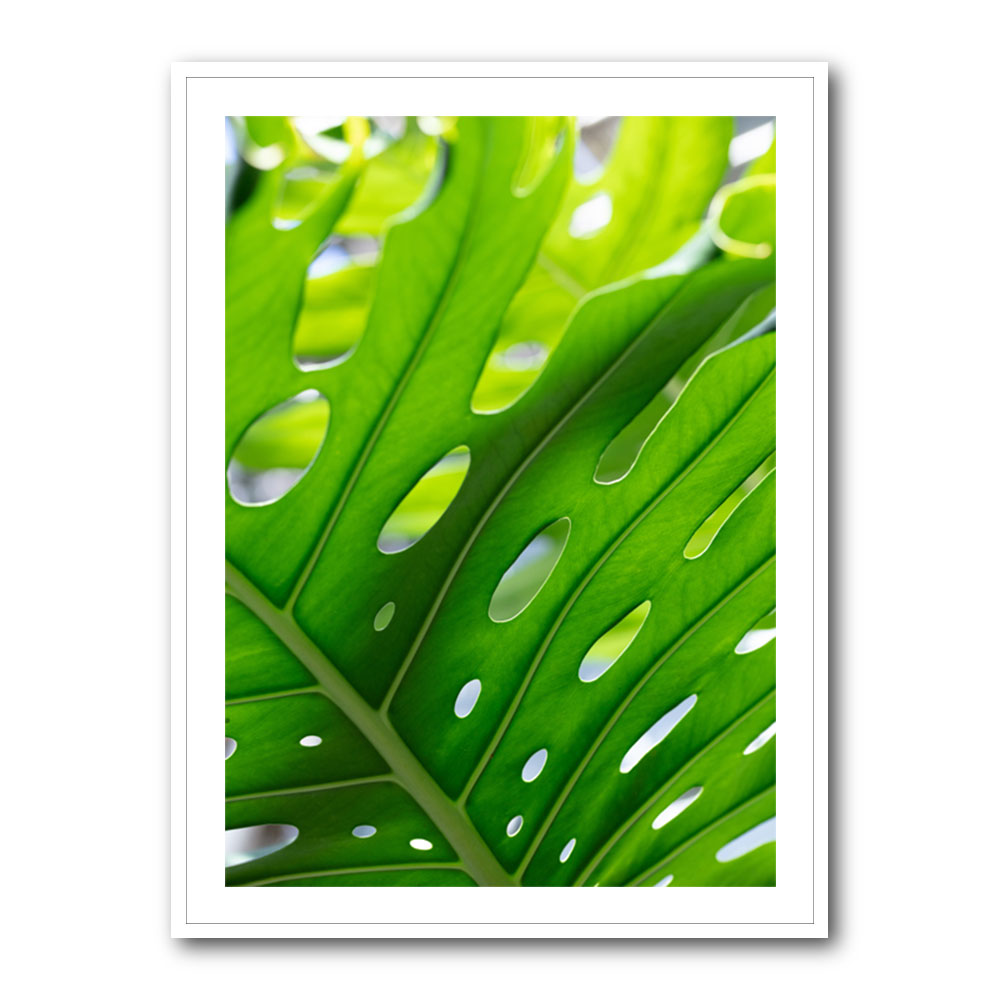 Graphic Leaf 1 Graphic Leaf 1