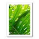 Graphic Leaf 1 Graphic Leaf 1