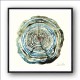 Water Oak Wall Art