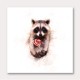 Baby Racoon