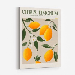 Citrus Limonum