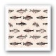 Fish In Geometrics NAo1