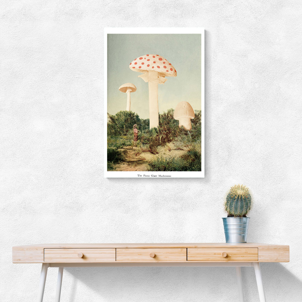 The Finest Giant Mushroom The Finest Giant Mushroom