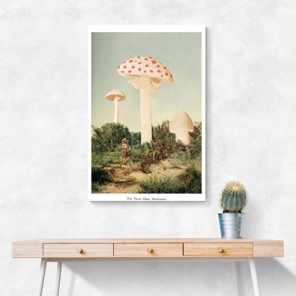 The Finest Giant Mushroom The Finest Giant Mushroom