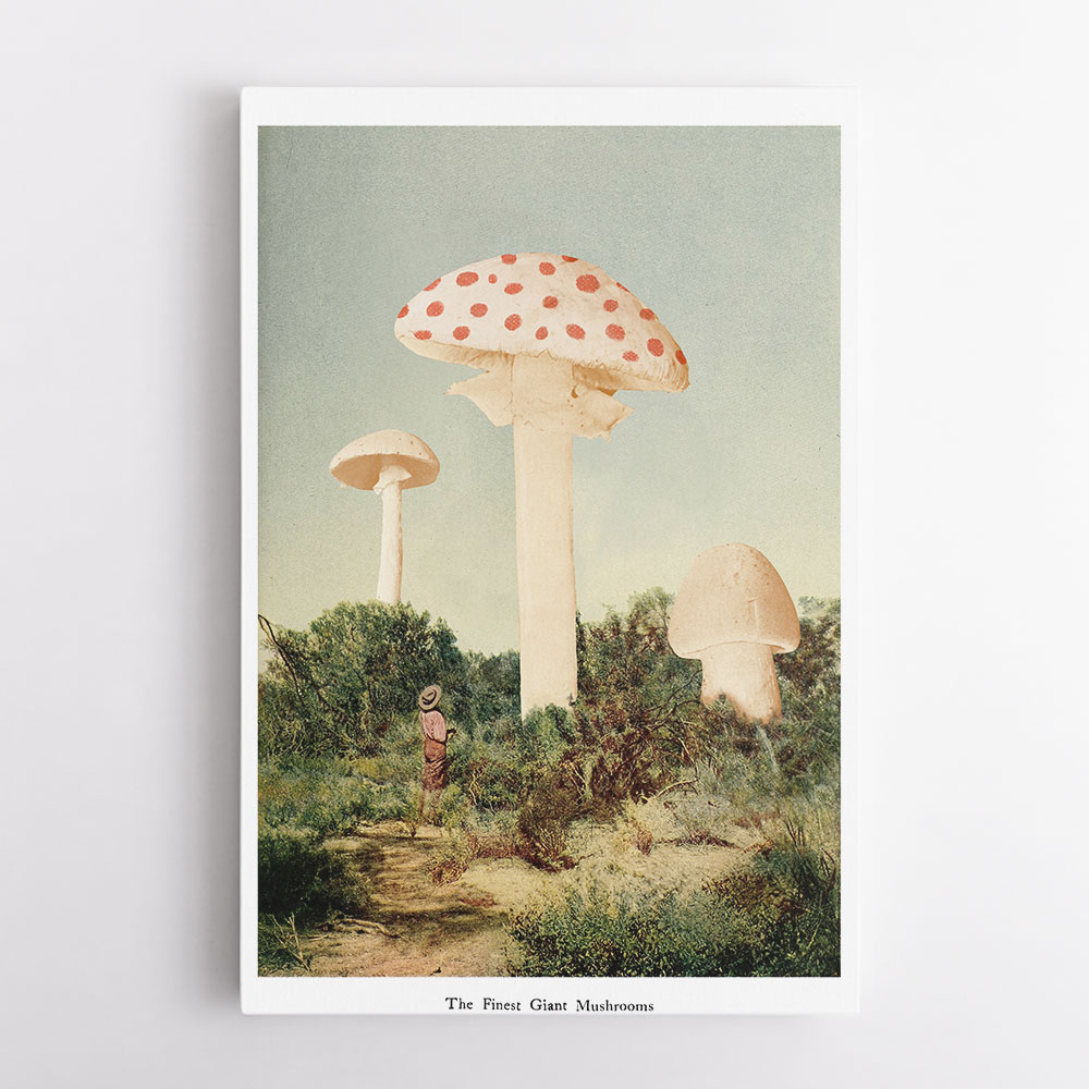 The Finest Giant Mushroom The Finest Giant Mushroom