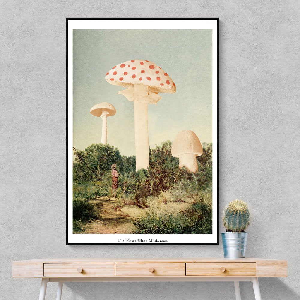 The Finest Giant Mushroom The Finest Giant Mushroom