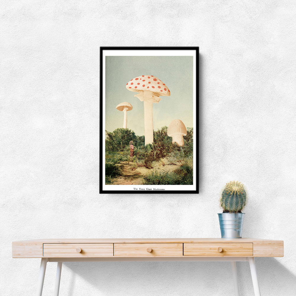 The Finest Giant Mushroom The Finest Giant Mushroom