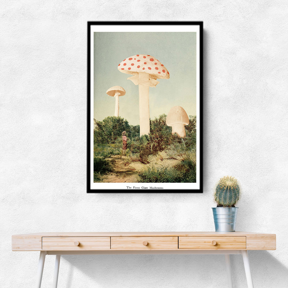 The Finest Giant Mushroom The Finest Giant Mushroom