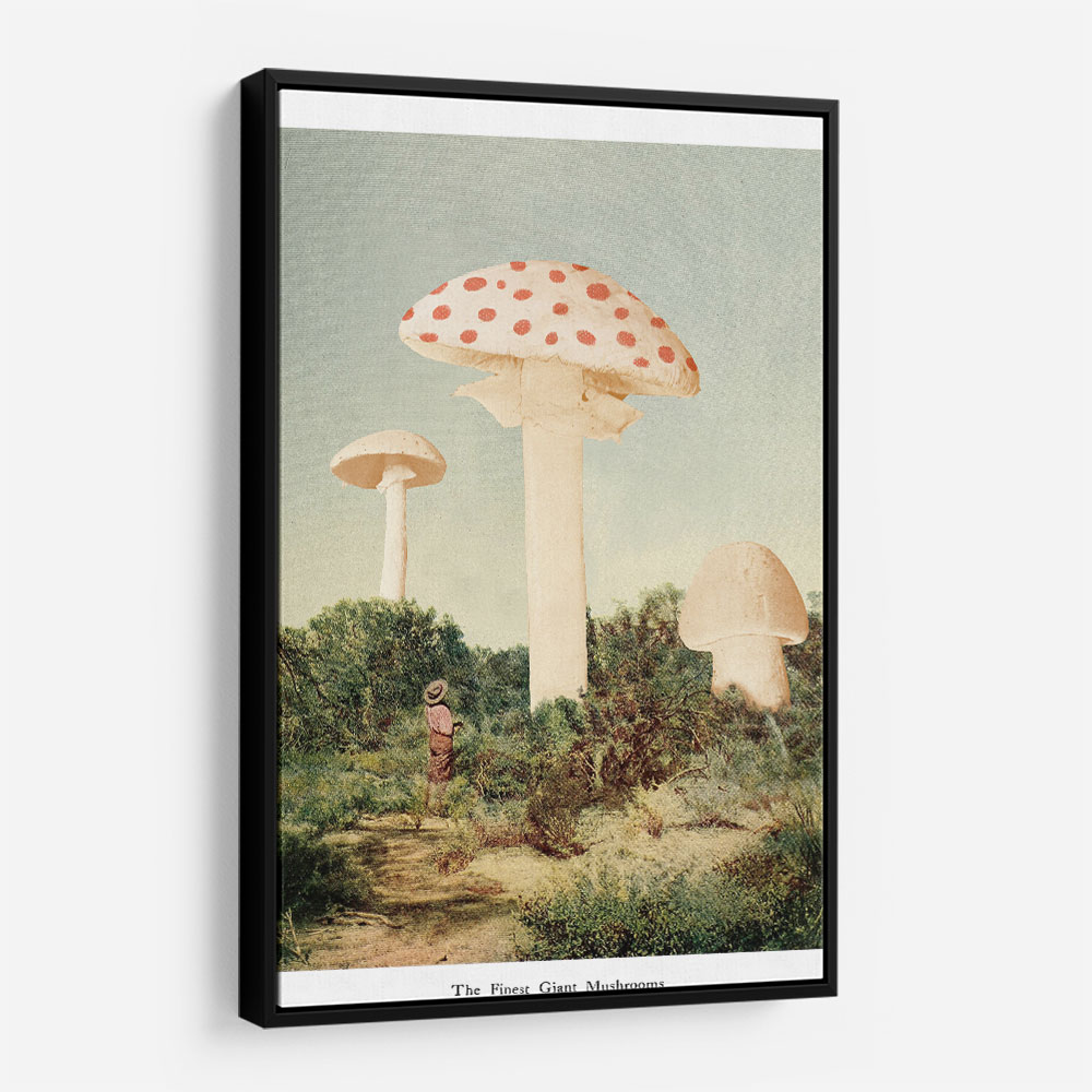 The Finest Giant Mushroom The Finest Giant Mushroom