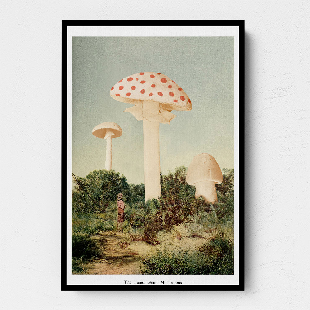 The Finest Giant Mushroom The Finest Giant Mushroom