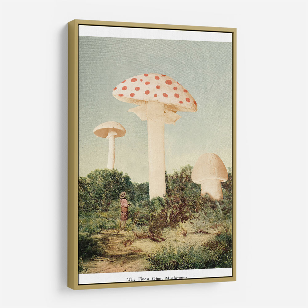 The Finest Giant Mushroom The Finest Giant Mushroom