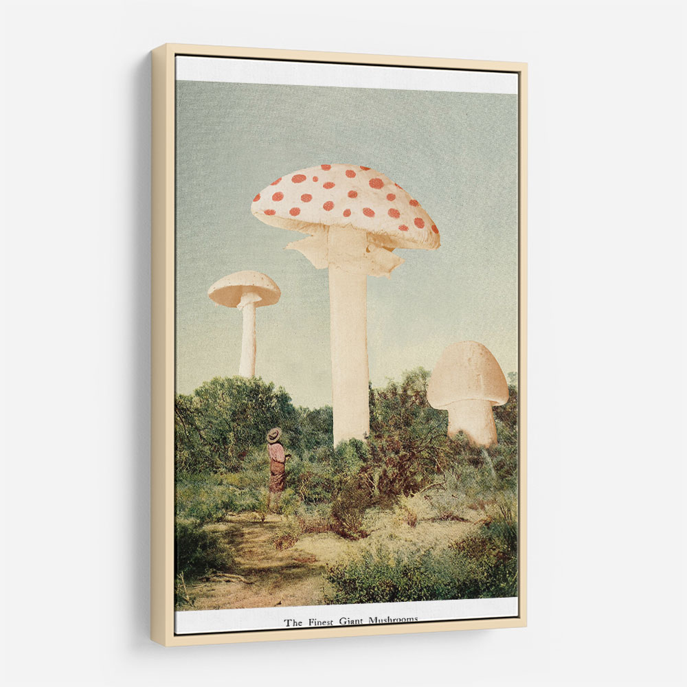 The Finest Giant Mushroom The Finest Giant Mushroom
