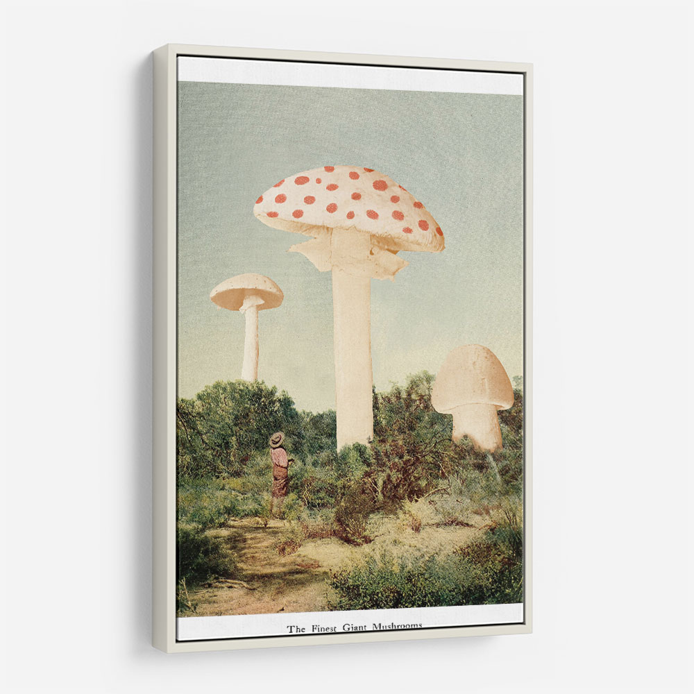 The Finest Giant Mushroom The Finest Giant Mushroom