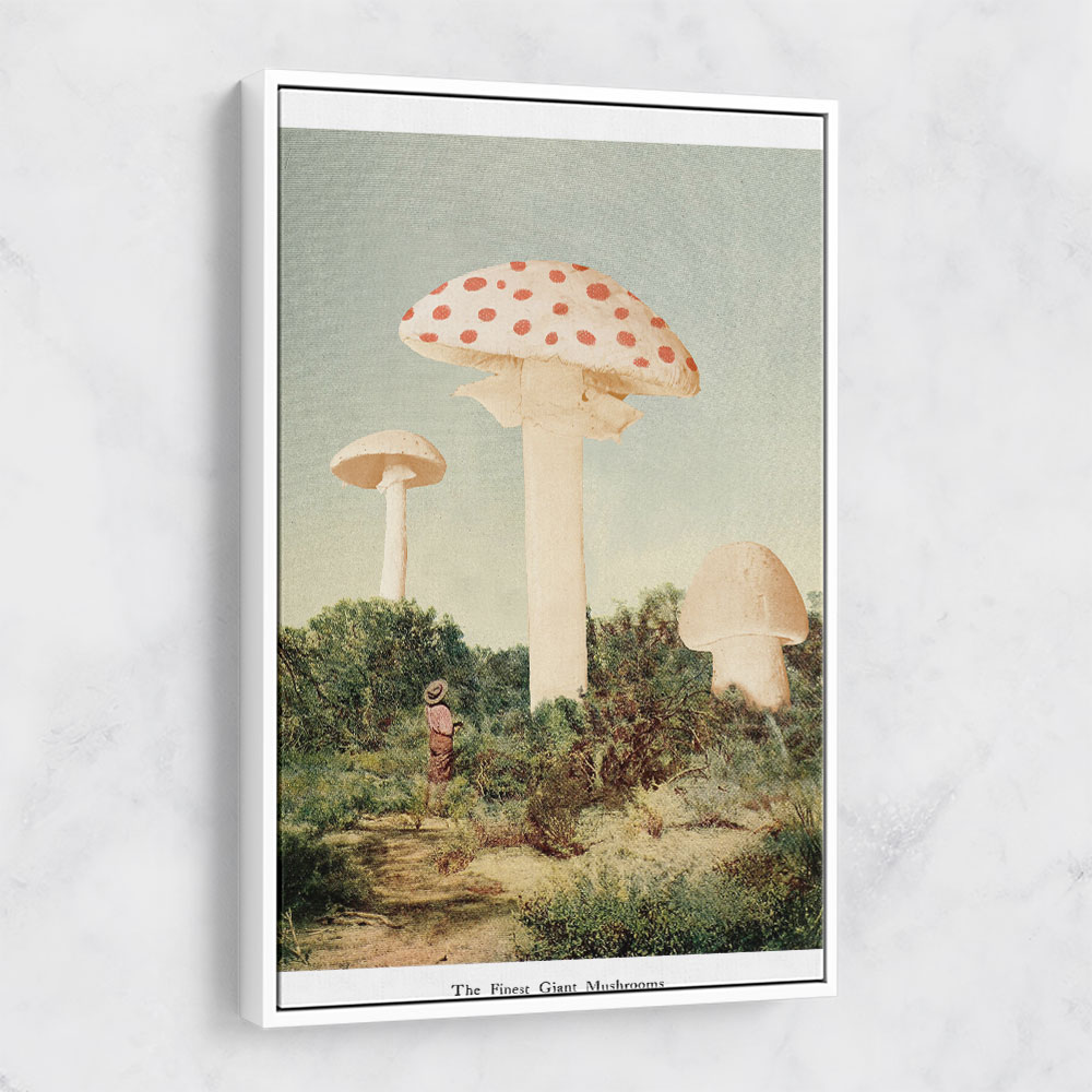 The Finest Giant Mushroom The Finest Giant Mushroom