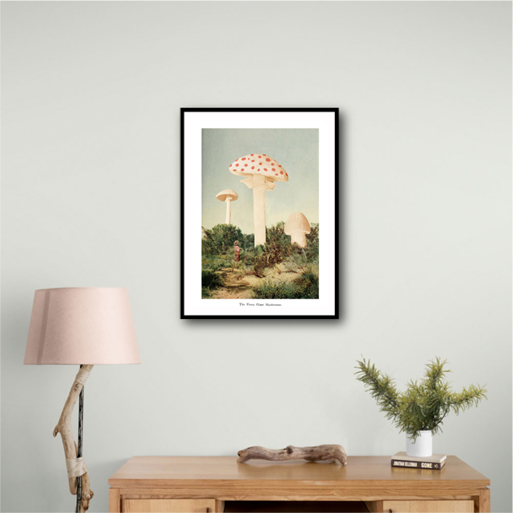 The Finest Giant Mushroom The Finest Giant Mushroom