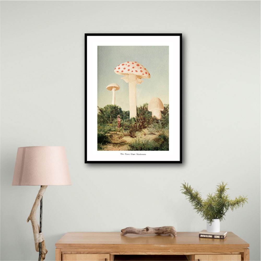 The Finest Giant Mushroom The Finest Giant Mushroom