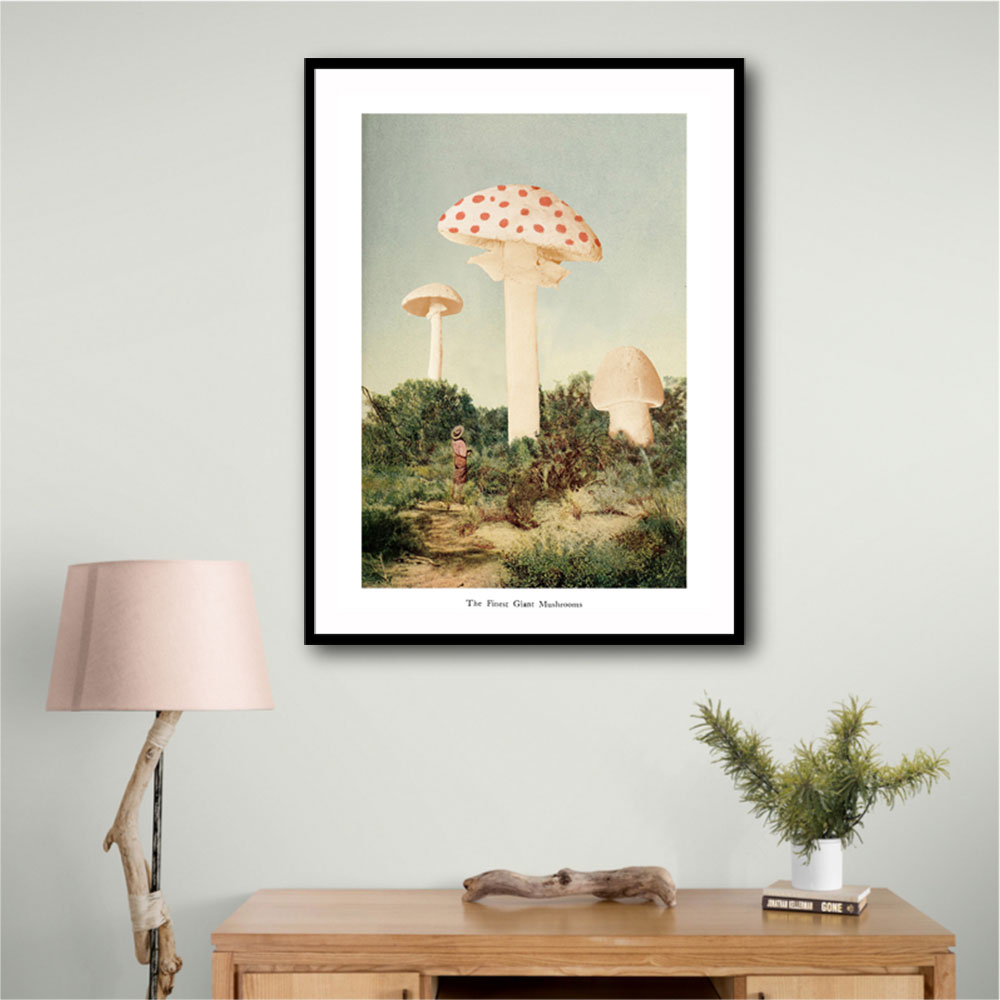 The Finest Giant Mushroom The Finest Giant Mushroom