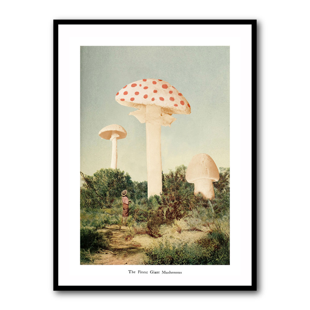 The Finest Giant Mushroom The Finest Giant Mushroom