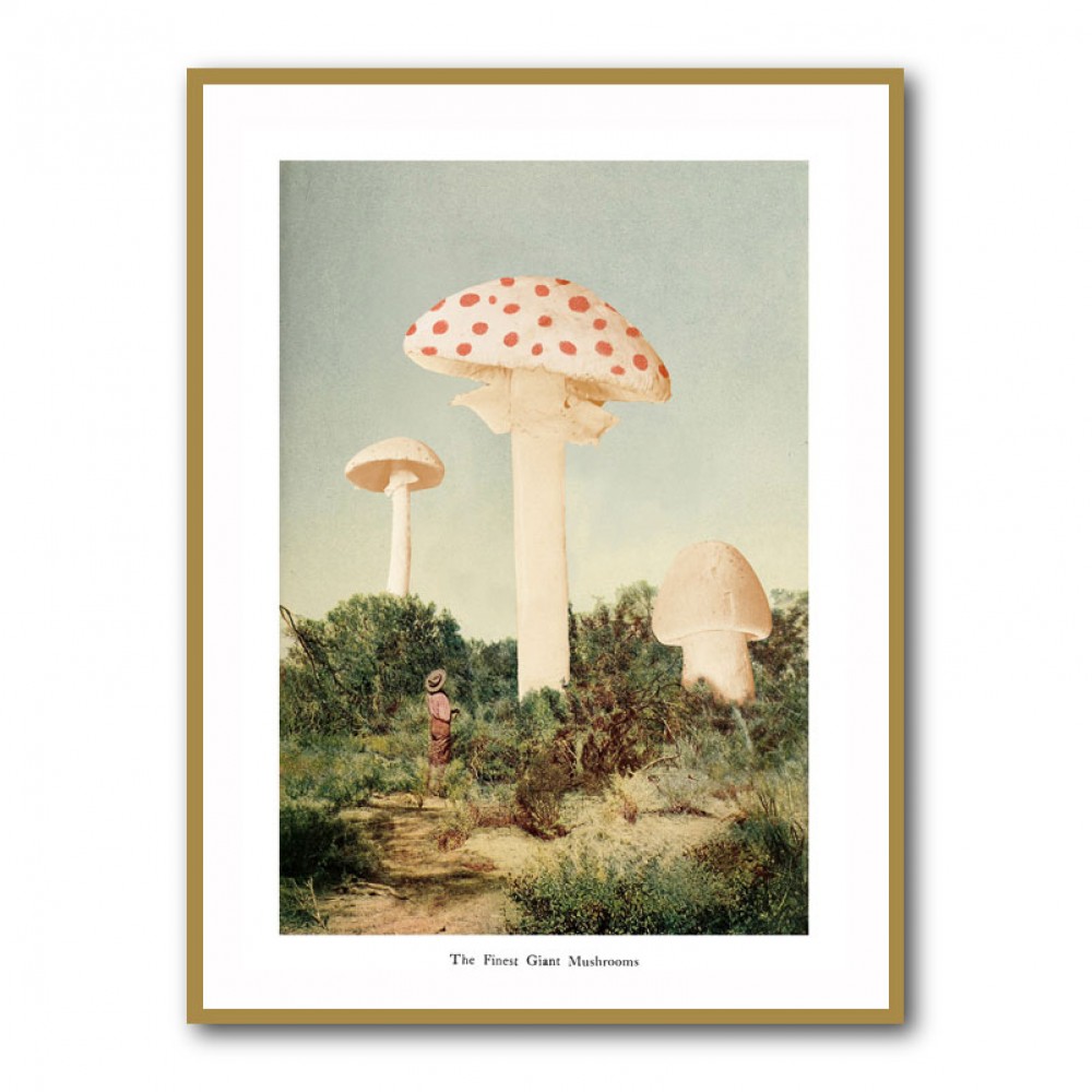 The Finest Giant Mushroom The Finest Giant Mushroom