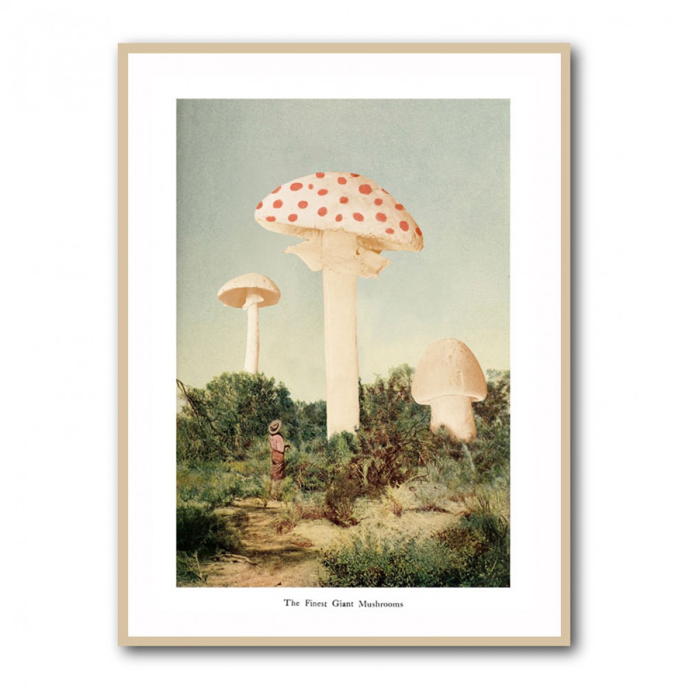 The Finest Giant Mushroom The Finest Giant Mushroom