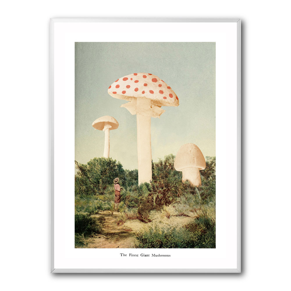 The Finest Giant Mushroom The Finest Giant Mushroom