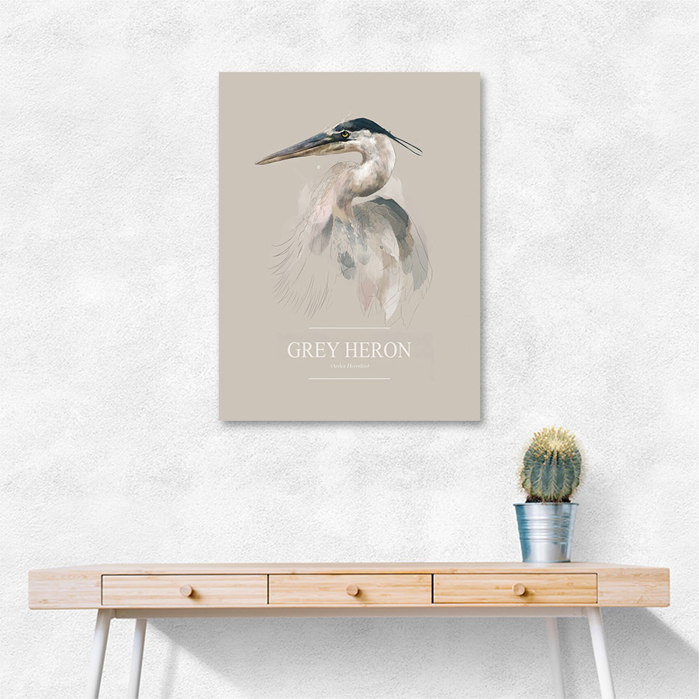 Grey Heron