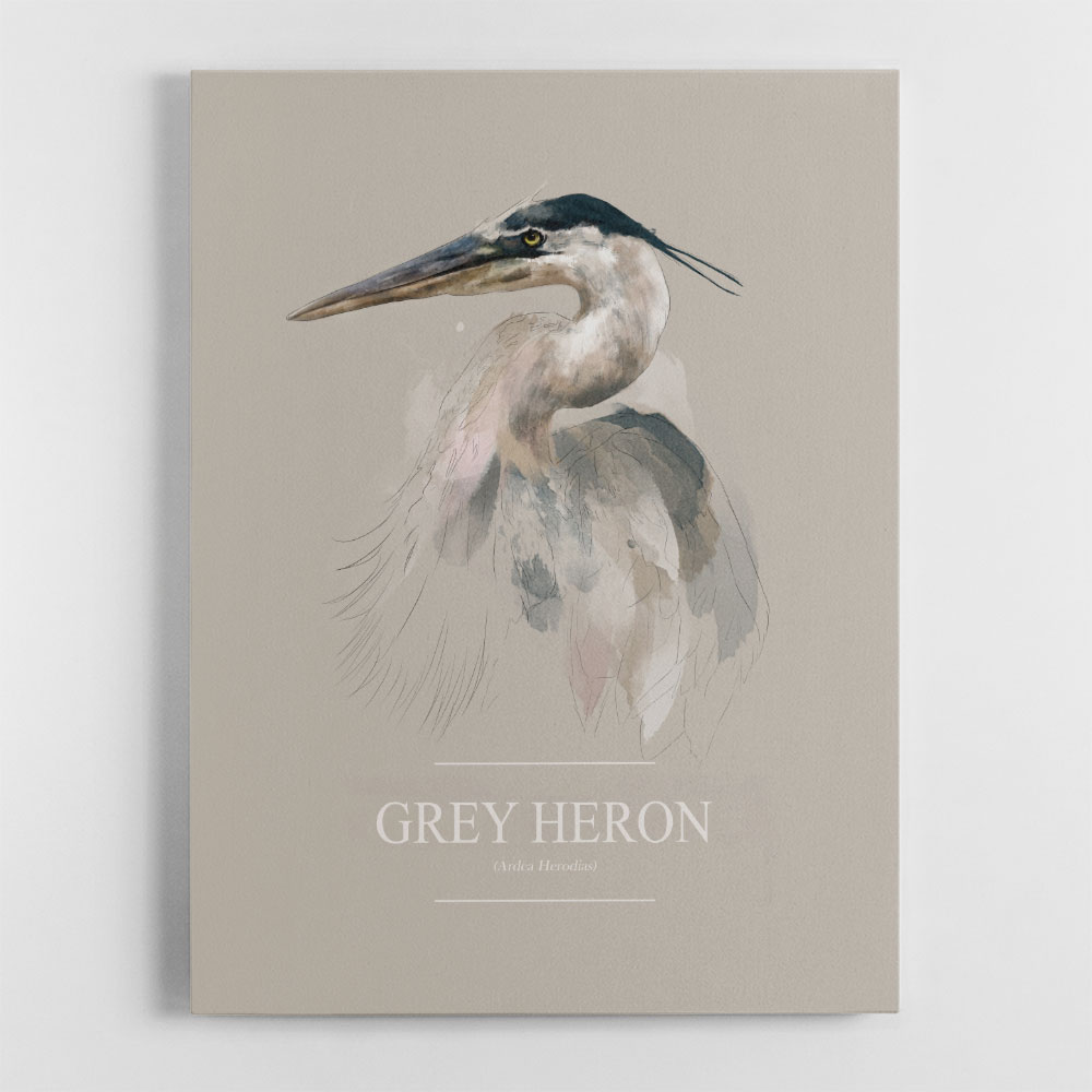 Grey Heron