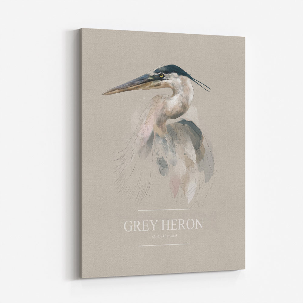 Grey Heron