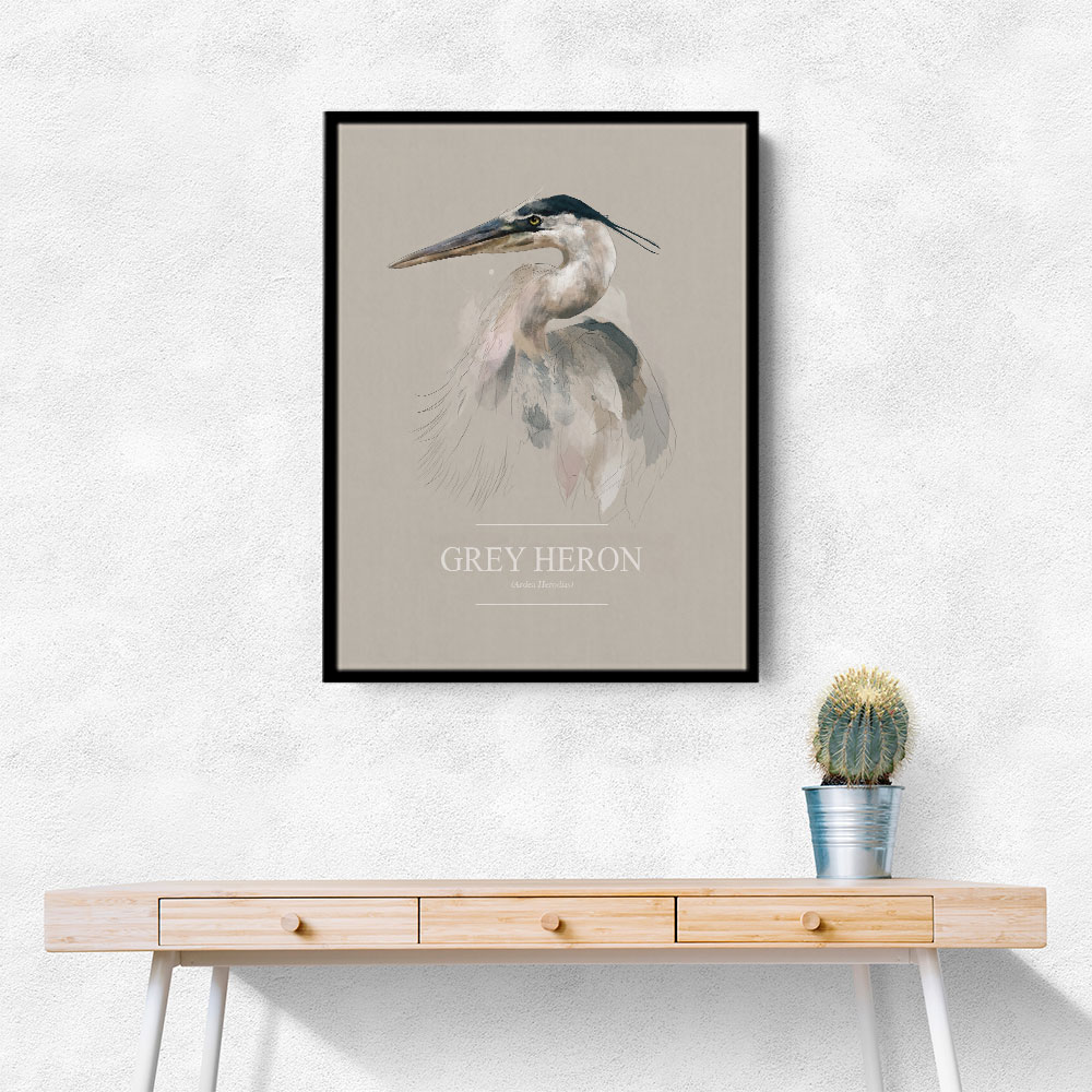 Grey Heron