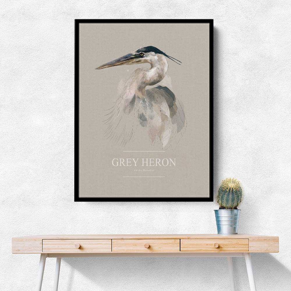 Grey Heron