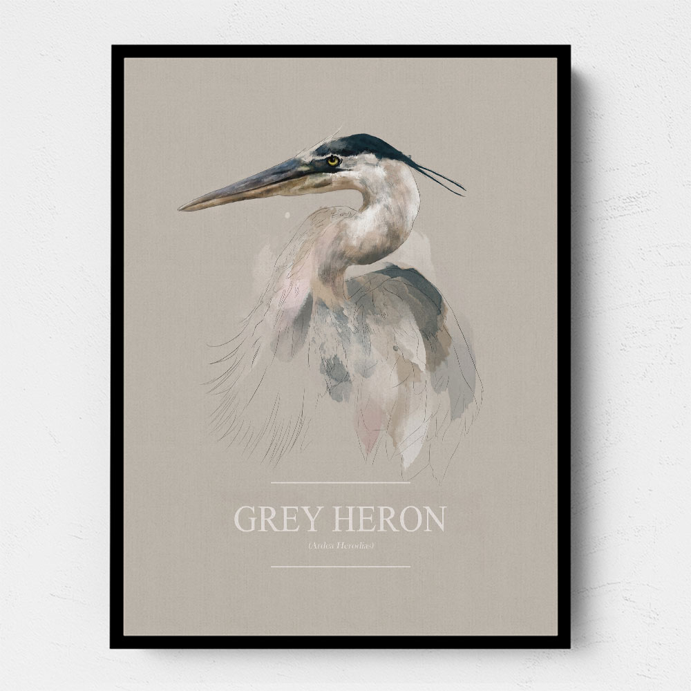 Grey Heron