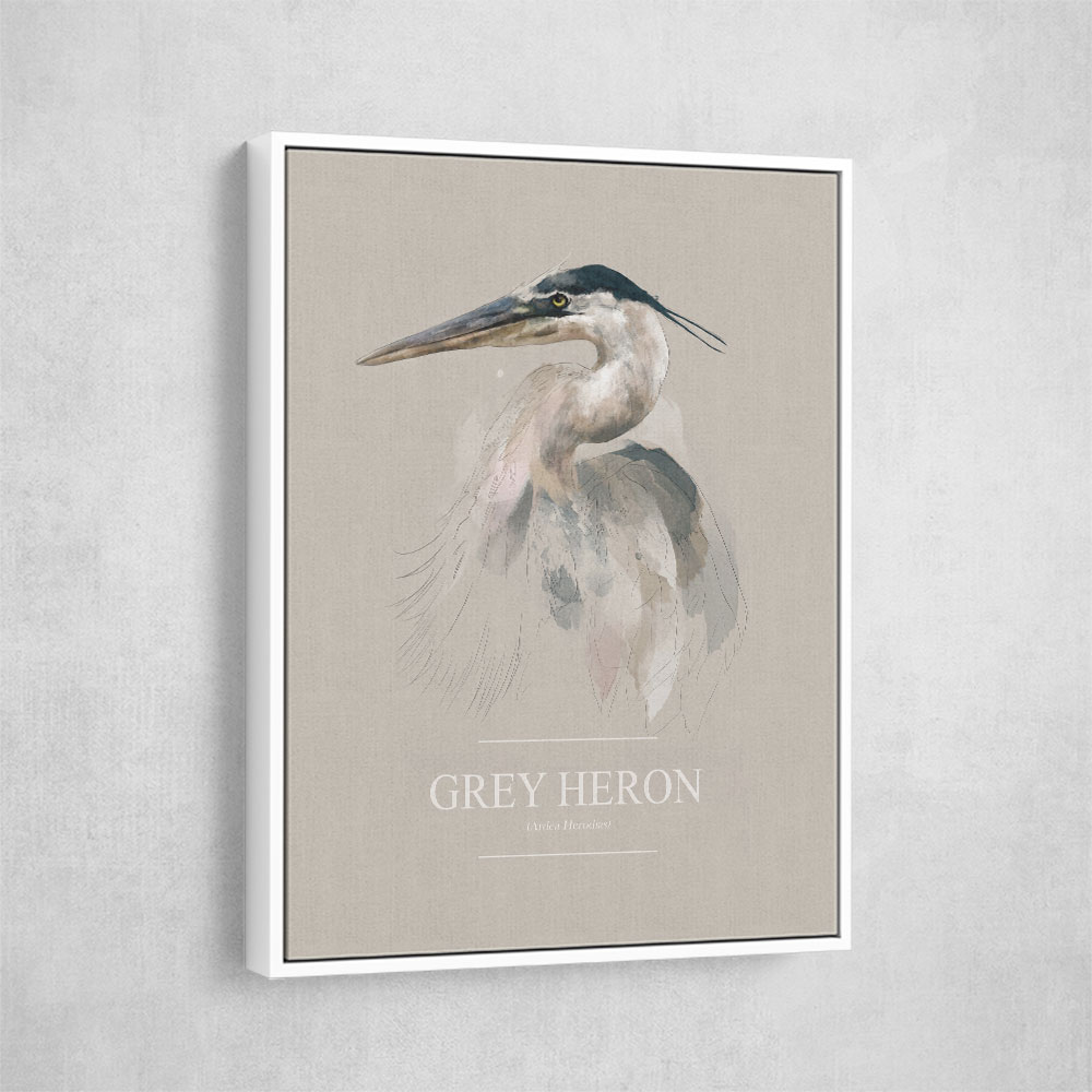 Grey Heron