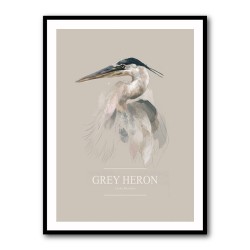 Grey Heron