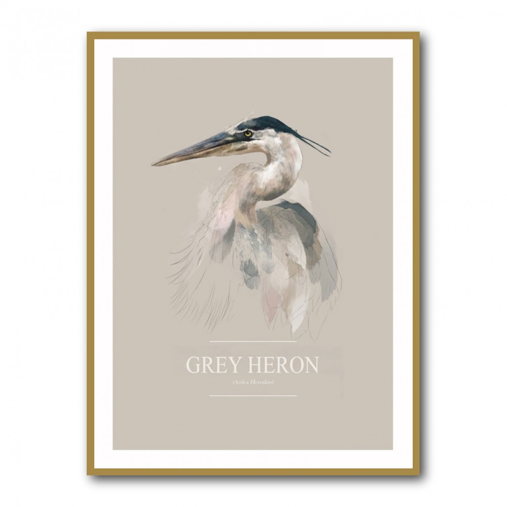 Grey Heron