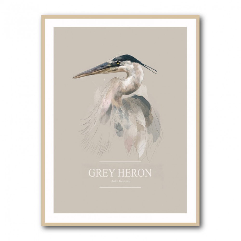 Grey Heron