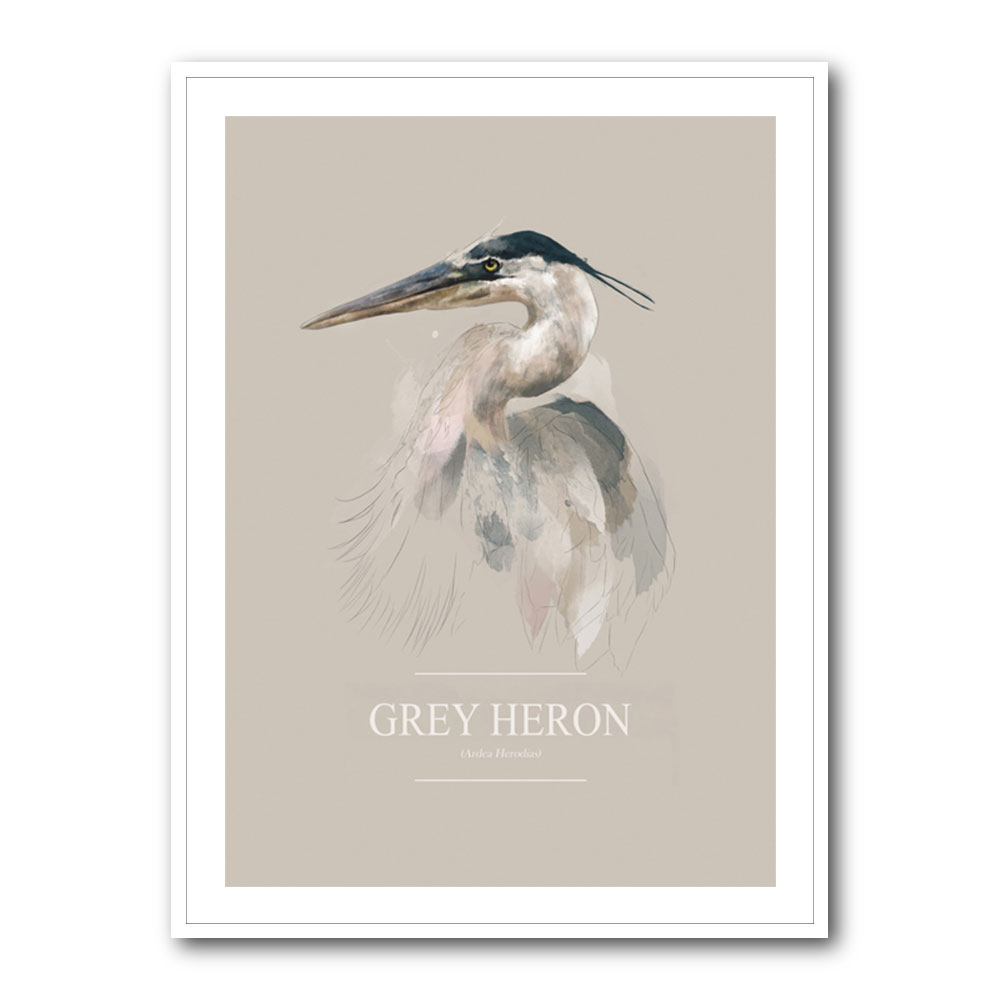 Grey Heron