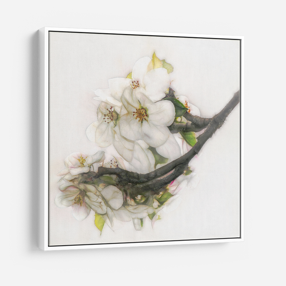 Ornate Blossom Ornate Blossom
