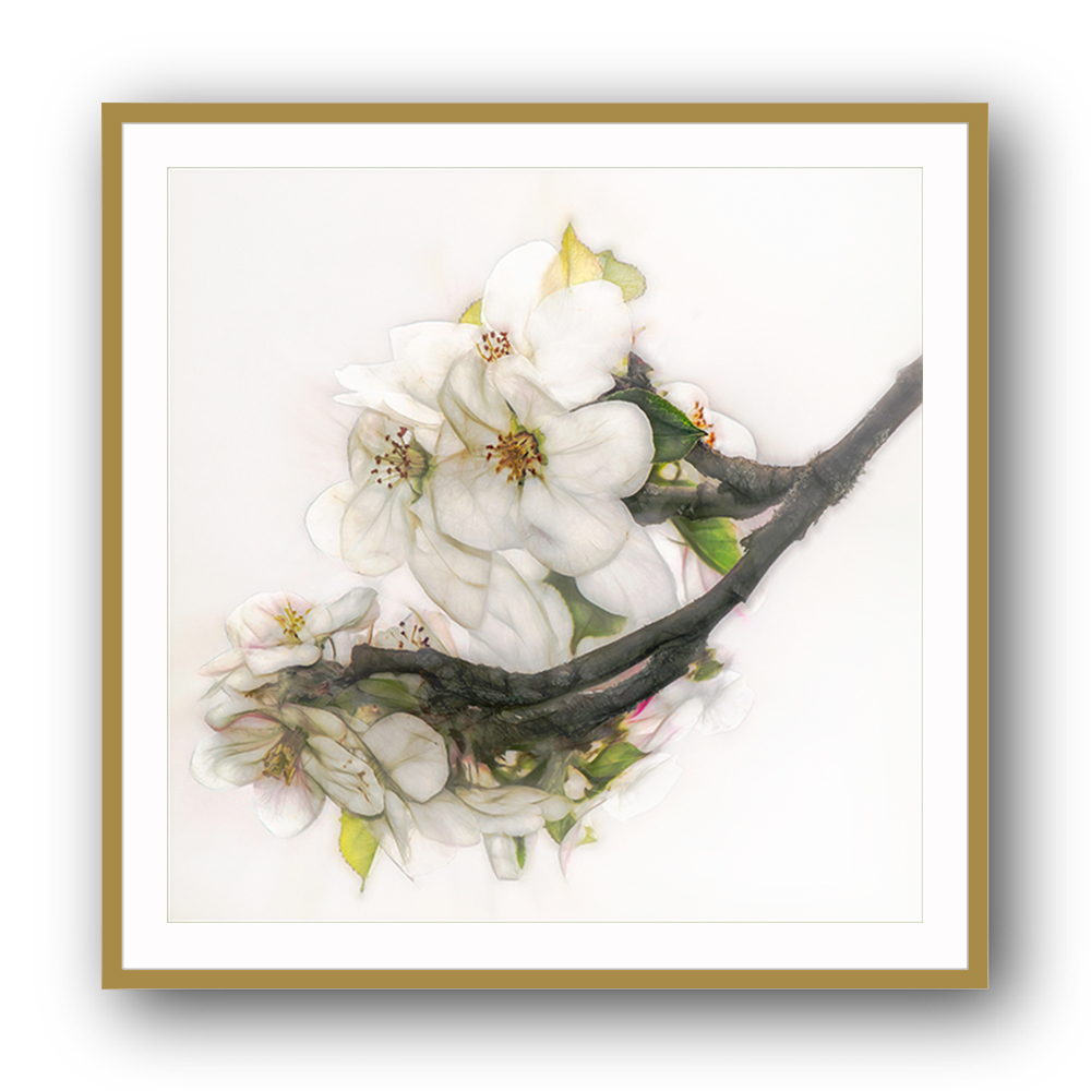 Ornate Blossom Ornate Blossom