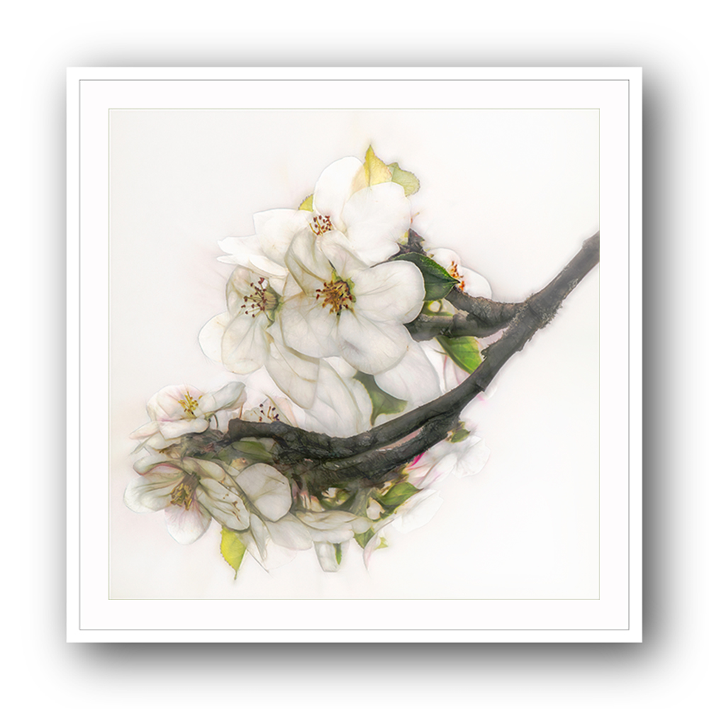 Ornate Blossom Ornate Blossom