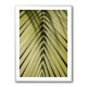 Tropical Leaf