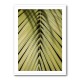 Tropical Leaf