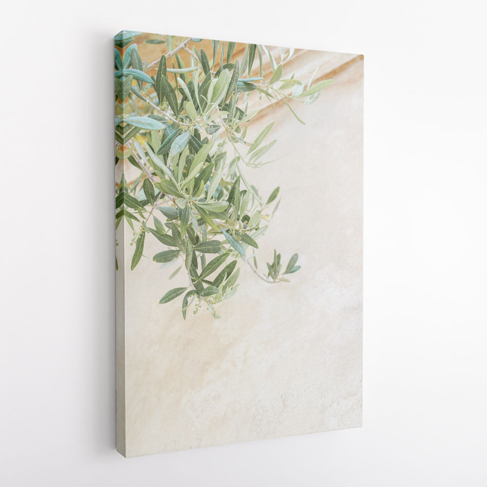 Olive Tree Leaves