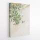 Olive Tree Leaves