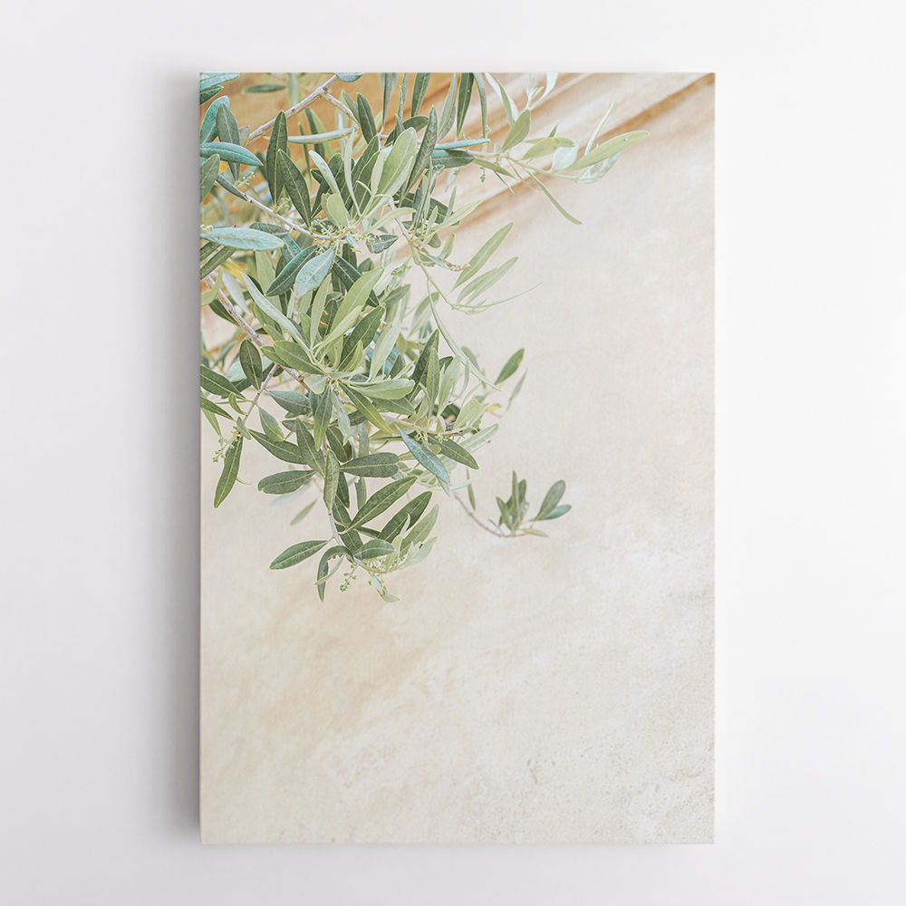 Olive Tree Leaves