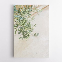 Olive Tree Leaves