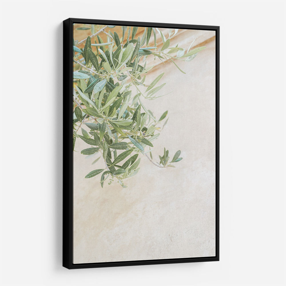 Olive Tree Leaves